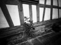 Gelbes-Haus-mit-Sonnenblume