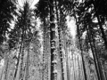 2_Schneekronen-Bearbeitet