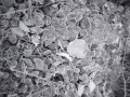 ONDU-2_be01